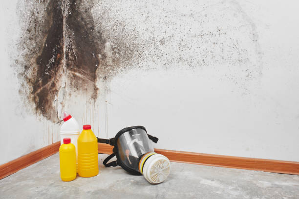 Best Certified Mold Removal  in Captains Cove, VA