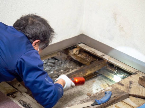 Best Mold Removal Specialists  in Captains Cove, VA