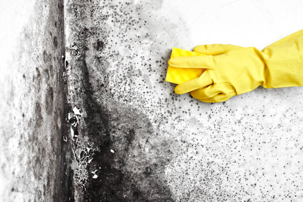 Best Local Mold Removal Service  in Captains Cove, VA