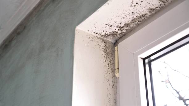 Mold Removal and Inspection in Captains Cove, VA
