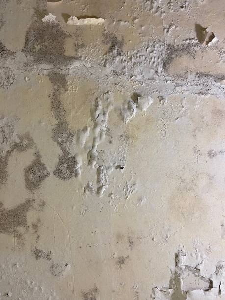 Attic Mold Removal in Captains Cove, VA