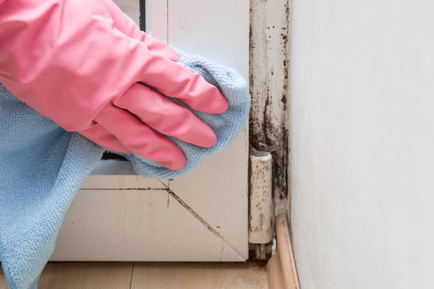 Best Fast Mold Removal  in Captains Cove, VA