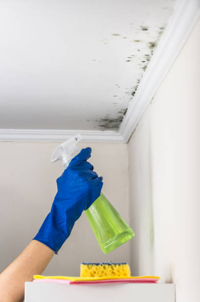 Best Commercial Mold Removal  in Captains Cove, VA